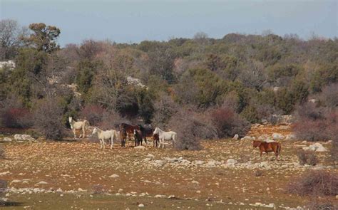 Beyşehir Gölü’nde yabani atların yaşam sürdüğü ada ilgi odağı oldu
